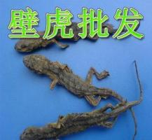 守宫-功效与作用