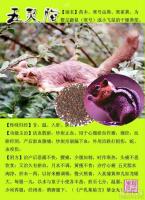 寒号虫-功效与作用