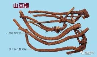 山豆根-功效与作用