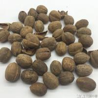 巴豆-功效与作用