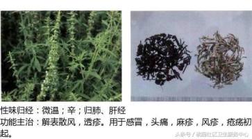 假苏-功效与作用