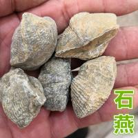 石燕-功效与作用