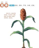 粱-功效与作用