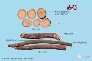 糟-功效与作用