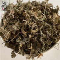紫花地丁-功效与作用