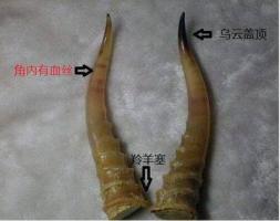 羚羊-功效与作用