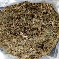 胡荽-功效与作用