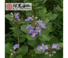 芜菁-功效与作用