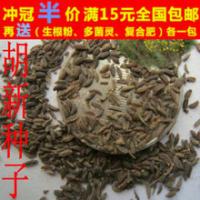 茈胡（柴胡）-功效与作用