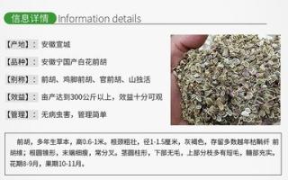 前胡-功效与作用