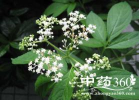 蒴翟-功效与作用