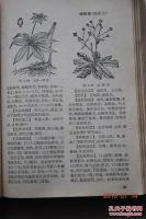 卤碱-功效与作用