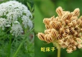 蛇床-功效与作用