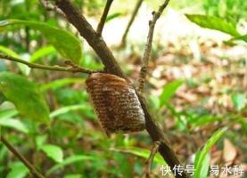 螳螂、桑螵蛸-功效与作用