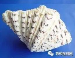 车渠-功效与作用