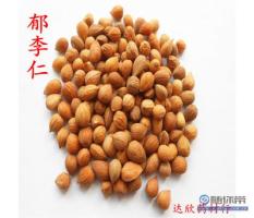 郁李-功效与作用