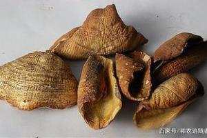 鲮鲤-功效与作用