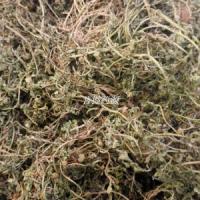 鸡肠草-功效与作用