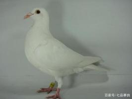 鸽-功效与作用
