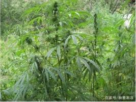 大麻-功效与作用